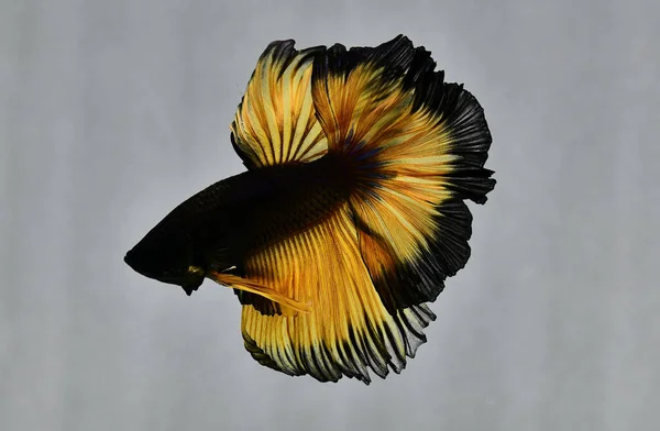 Betta Fish Halfmoon Long Tail Short Tail Crowntails Dumbo Veiltail — Stock Photo, Image