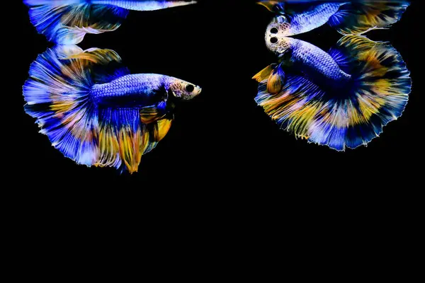 Риба Бетта Напівмісяць Довгий Хвіст Короткий Хвіст Коронки Хомбо Вуаль — стокове фото