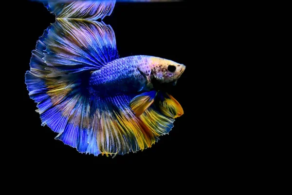 물고기 크라운 덤보와 파란색 검은색 배경에 시아마 물고기 태국에서 — 스톡 사진