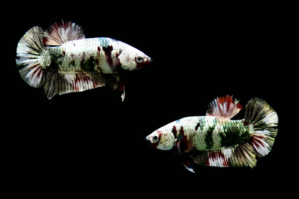 ベッタ魚ハーフムーンロングテール ショートテール クラウンテール ダンボとヴェルチル 孤立した灰色 青または黒の背景でシアムの戦い魚はすべてタイからのものである — ストック写真
