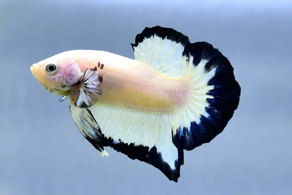Betta Fish Halfmoon Long Tail Short Tail Crowntails Dumbo Veiltail — Stock Photo, Image