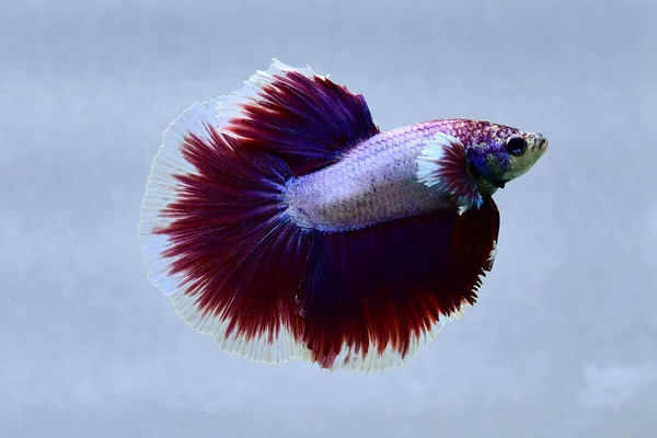 물고기 크라운 덤보와 파란색 검은색 배경에 시아마 물고기 태국에서 — 스톡 사진