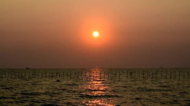 海鸥在黄昏时分飞翔 准备沿着泰国萨穆特普拉坎邦浦的海滨地区返回它们的巢穴 — 图库视频影像