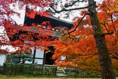 Japonya 'da sonbahar boyunca kırmızı akçaağaç yaprakları