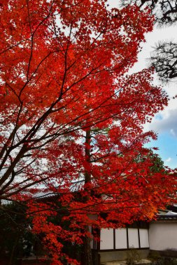 Japonya 'da sonbahar boyunca kırmızı akçaağaç yaprakları