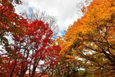 Japonya 'da sonbahar boyunca kırmızı akçaağaç yaprakları