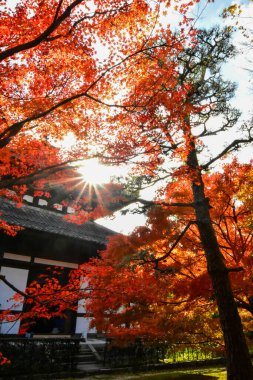 Japonya 'da sonbahar boyunca kırmızı akçaağaç yaprakları