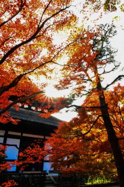 Japonya 'da sonbahar boyunca kırmızı akçaağaç yaprakları