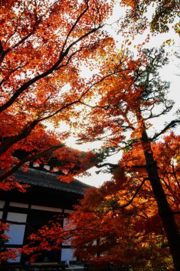 Japonya 'da sonbahar boyunca kırmızı akçaağaç yaprakları