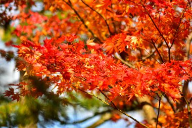 Japonya 'da sonbahar boyunca kırmızı akçaağaç yaprakları