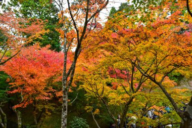 Japonya 'da sonbahar boyunca kırmızı akçaağaç yaprakları