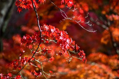Japonya 'da sonbahar boyunca kırmızı akçaağaç yaprakları