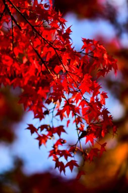 Japonya 'da sonbahar boyunca kırmızı akçaağaç yaprakları