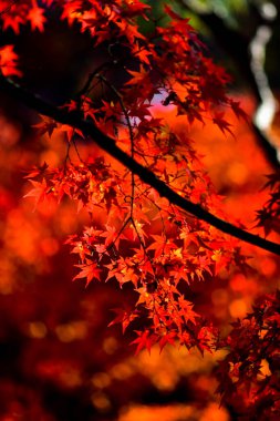 Japonya 'da sonbahar boyunca kırmızı akçaağaç yaprakları