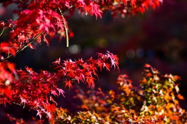 Japonya 'da sonbahar boyunca kırmızı akçaağaç yaprakları