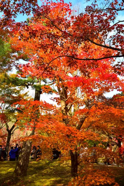 Red Maple Leaves Autumn Japan — Stock Photo, Image