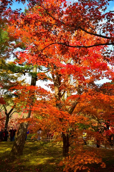 Red Maple Leaves Autumn Japan — Stock Photo, Image