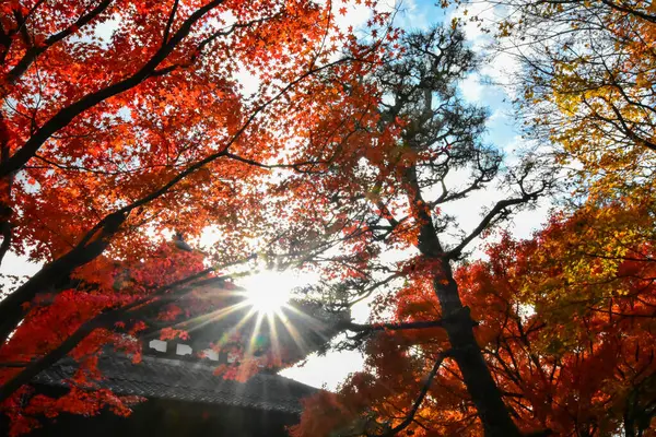 Punainen Vaahtera Lehdet Syksyllä Japanissa — kuvapankkivalokuva