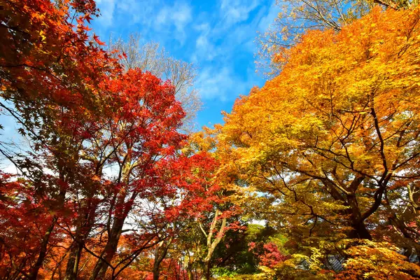 Roter Ahorn Blättert Herbst Japan — Stockfoto
