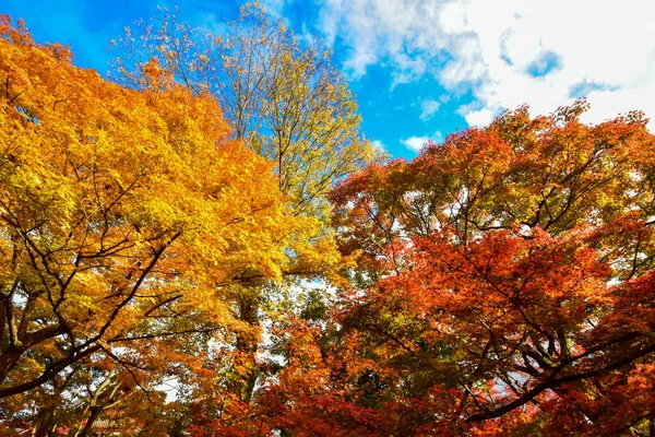 Φύλλα Κόκκινου Σφενδάμου Φθινόπωρο Στην Ιαπωνία — Φωτογραφία Αρχείου