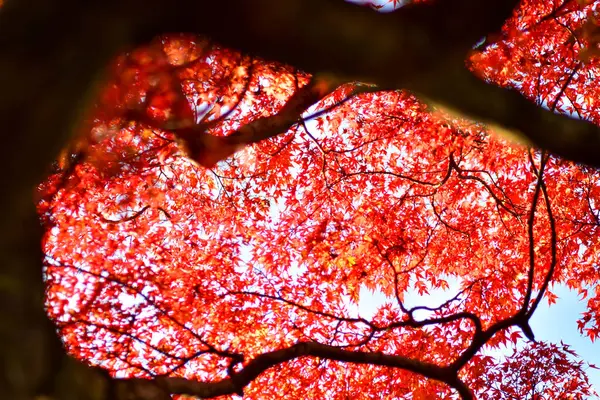Czerwony Klon Liście Jesienią Japonii — Zdjęcie stockowe