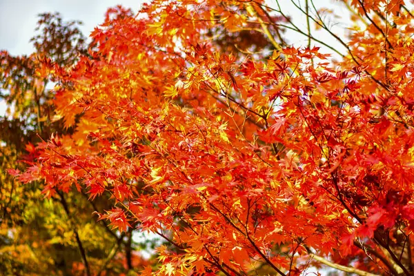 Folhas Ácer Vermelho Durante Outono Japão — Fotografia de Stock