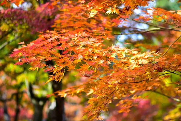 日本の秋の紅葉 — ストック写真