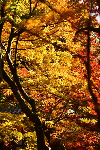 Листя Червоного Клена Восени Японії — стокове фото
