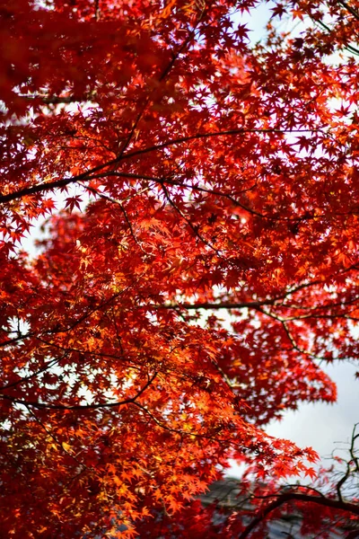 Hojas Arce Rojo Durante Otoño Japón — Foto de Stock