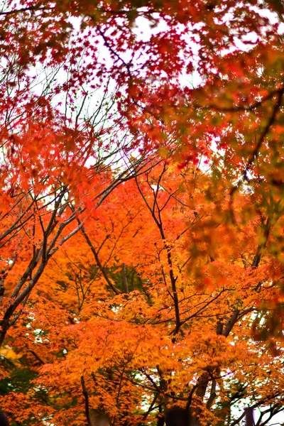 Roter Ahorn Blättert Herbst Japan — Stockfoto