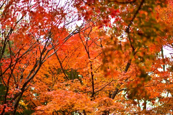 Hojas Arce Rojo Durante Otoño Japón —  Fotos de Stock