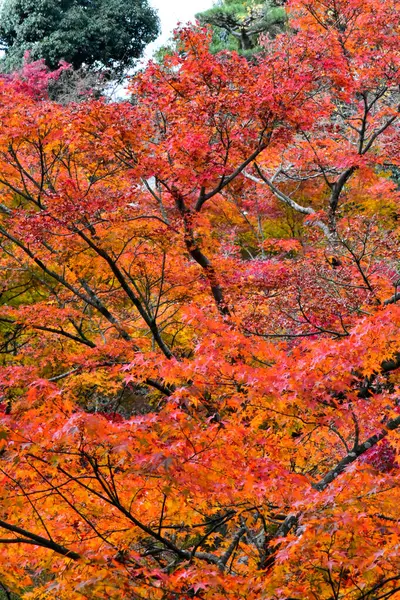 Φύλλα Κόκκινου Σφενδάμου Φθινόπωρο Στην Ιαπωνία — Φωτογραφία Αρχείου