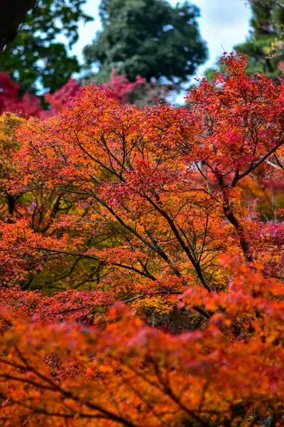 Japonya Sonbahar Boyunca Kırmızı Akçaağaç Yaprakları — Stok fotoğraf