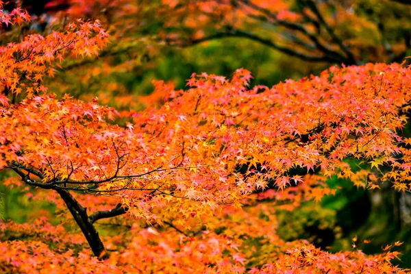 Röda Lönnlöv Hösten Japan — Stockfoto