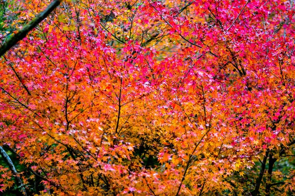 Červený Javor Listy Během Podzimu Japonsku — Stock fotografie