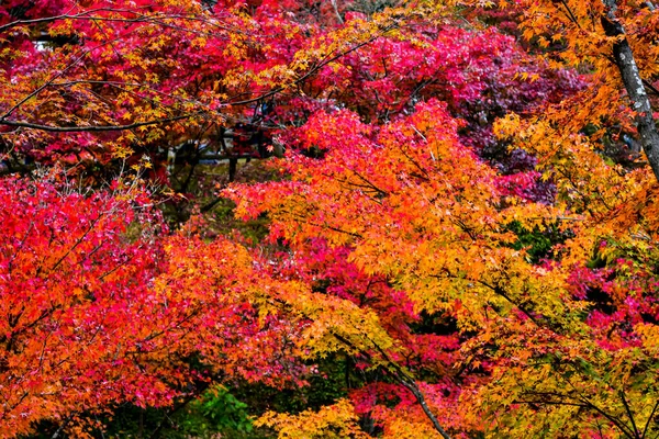 Rode Esdoorn Bladeren Tijdens Herfst Japan — Stockfoto