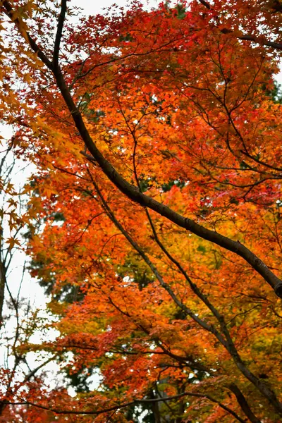 Czerwony Klon Liście Jesienią Japonii — Zdjęcie stockowe