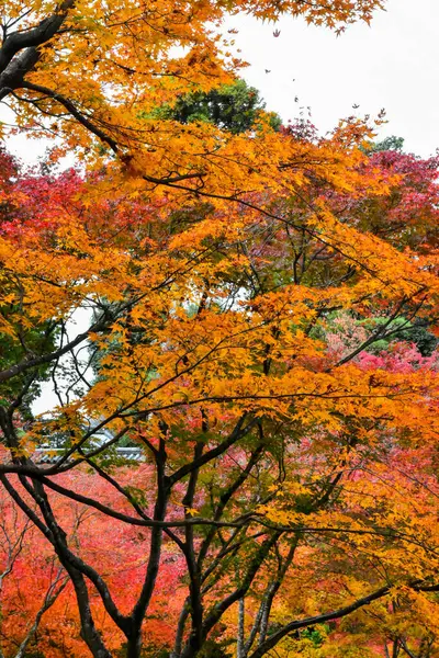 Rode Esdoorn Bladeren Tijdens Herfst Japan — Stockfoto