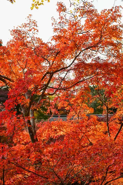 Vörös Juhar Levelek Ősszel Japánban — Stock Fotó