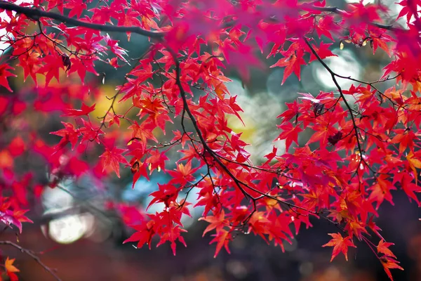 Frunze Arțar Roșu Timpul Toamnei Japonia — Fotografie, imagine de stoc