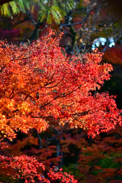 Japonya Sonbahar Boyunca Kırmızı Akçaağaç Yaprakları — Stok fotoğraf