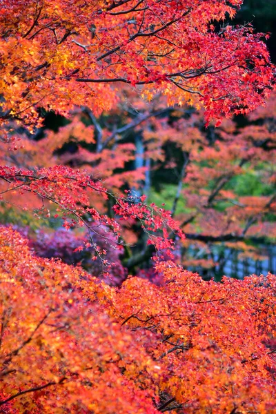 Vörös Juhar Levelek Ősszel Japánban — Stock Fotó