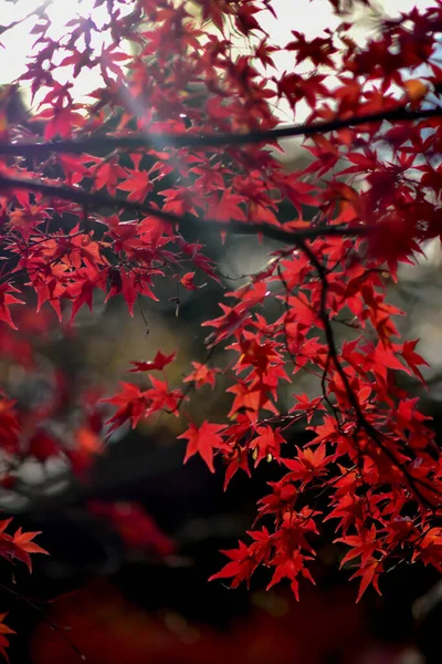 日本秋天的红枫叶 — 图库照片