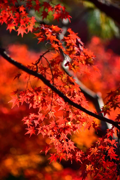 Hojas Arce Rojo Durante Otoño Japón — Foto de Stock