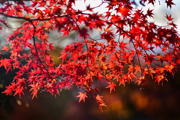 Red maple leaves during autumn in Japan