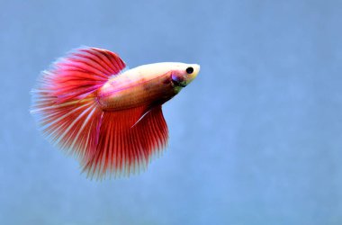 Beta balığı yarım ay ya da yarım ay plaketi, aptal, kruvaze kuyruklu, farklı renkte. İzole edilmiş mavi ya da gri arka planda savaşan Siyam Balığı.