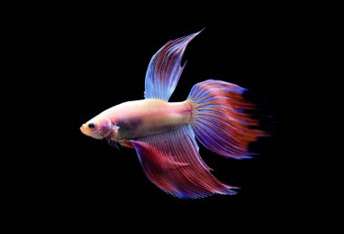 Beta balığı yarım ay ya da yarım ay levhası, aptal, kruvaze kuyruklu, farklı renkte. İzole edilmiş siyah arka planda savaşan Siyam Balığı.