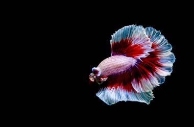 Beta balığı yarım ay ya da yarım ay levhası, aptal, kruvaze kuyruklu, farklı renkte. İzole edilmiş siyah arka planda savaşan Siyam Balığı.