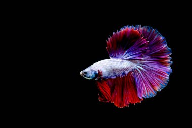 Beta balığı yarım ay ya da yarım ay levhası, aptal, kruvaze kuyruklu, farklı renkte. İzole edilmiş siyah arka planda savaşan Siyam Balığı.