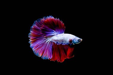 Beta balığı yarım ay ya da yarım ay levhası, aptal, kruvaze kuyruklu, farklı renkte. İzole edilmiş siyah arka planda savaşan Siyam Balığı.